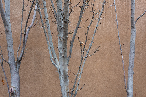 Gray bare trees against a terra cotta stucco wall, nature background, horizontal aspect