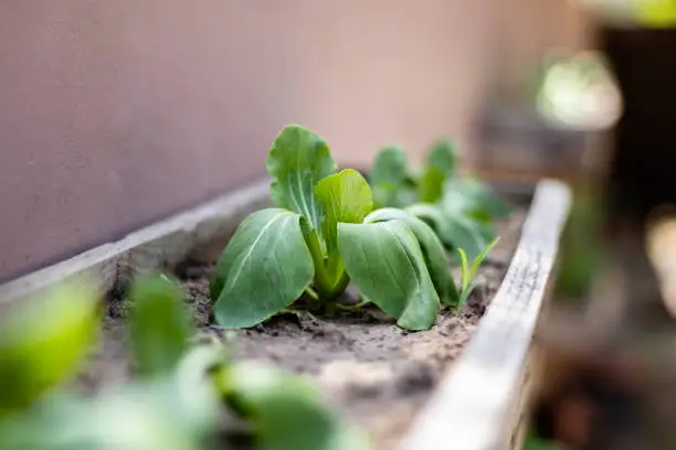 Close up macro photo of bok choy lettuce growing from soil in a wooden garden box against the wall, in a vegetable garden. Bright photo with bokeh, and very shallow depth of field