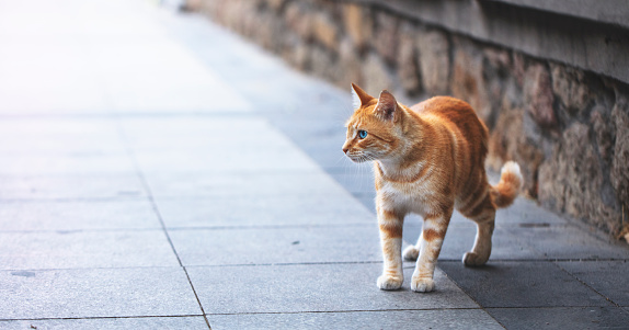 Cute yellow domestic cat alone on the street and looking for food to survive,  shot with canon 5dsr and canon 70-200L f2,8