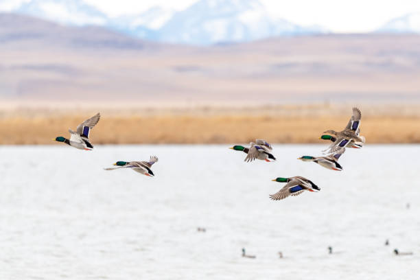 istock Mallard ducks flying over lake with snowcapped mountain background 1312202068