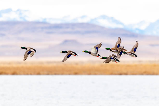 istock Mallard ducks flying over lake with snowcapped mountain background 1312202071