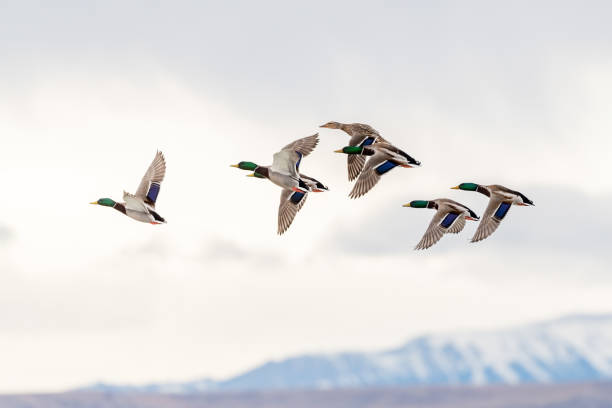istock Mallard ducks flying over lake with snowcapped mountain background 1312202078