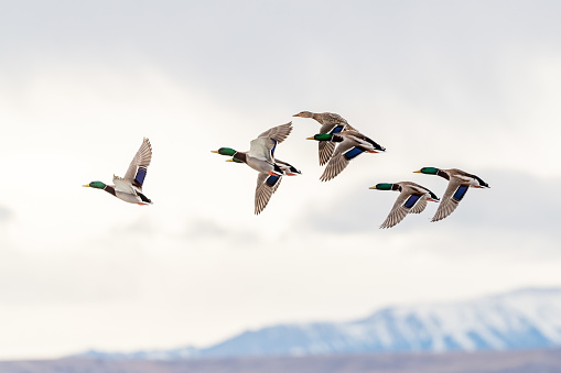 Mallard duck flock flying over Freezeout Lake with snowcapped mountains in background.  Freezeout Lake is a wildlife management area of 18000 areas where geese, swans (trumpeter and tundra) and ducks stop over on their migration to the north. Freezeout lake is between Fairfield and Choteau Montana. About 2 hours drive south of the US and Canada border.  Nearest large city is Great Falls, Montana which is about an hour drive to the southeast.