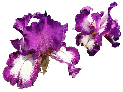 Two beautiful graceful iris flowers of purple color. White background. Isolate. Stamens and pistils, curved petals.