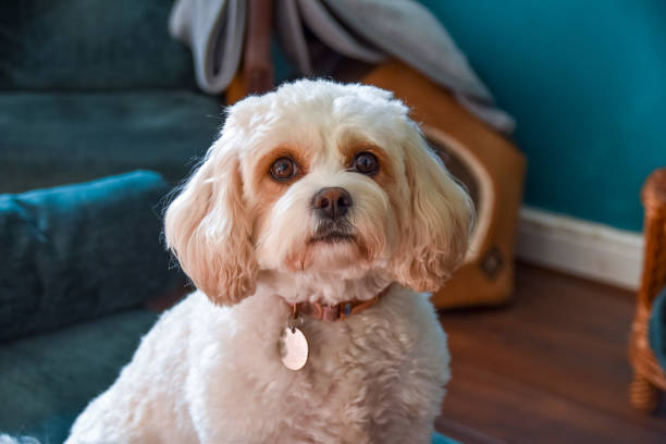 istock Beautiful Cavachon Puppy. 1312202085