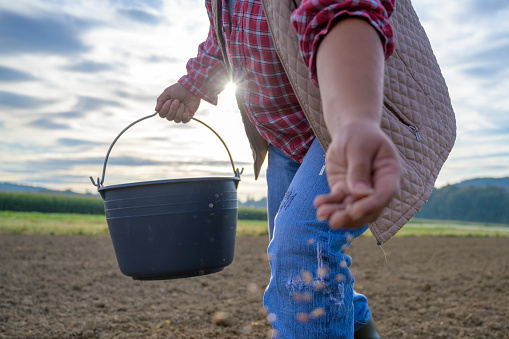 Close-up of female holding black plastic bucket and sowing seeds. View against sun. Farming, agriculture, plant growing concept.