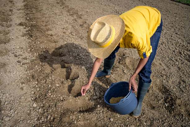 Female farmer working on field. Hand sowing pea seeds from plastic bucket. Farming, agriculture, plant growing concept.