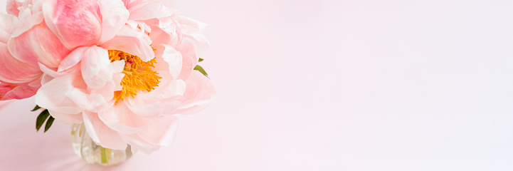 Fresh bunch of pink peonies and roses onpale pink background. Card Concept, pastel colors, close up image, copy space, banner size
