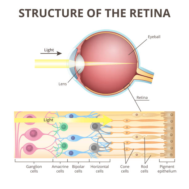 eyeball in section, structure of the retina, close-up anatomy of the eyeball, functions and structure of the retina, projection of the image in the eye, the mechanism of visual perception retina stock illustrations