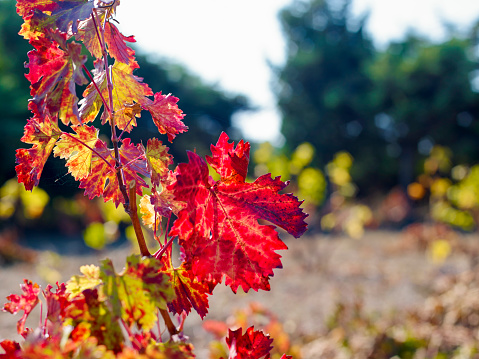 Picturesque red yellow autumn grape leaves in counter sunlight