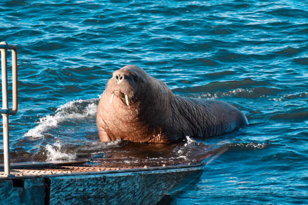 해마 - walrus 뉴스 사진 이미지