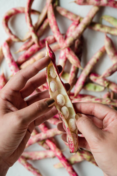 istock Woman's Hands Holding Shelled Cranberry Borlotti Shell Bean to See Individual Beans Inside 1312204526