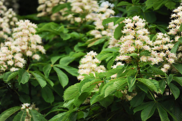 Chestnut tree Chestnut tree blooming flowers aesculus hippocastanum stock pictures, royalty-free photos & images