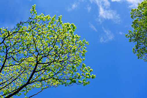 Low angle view of looking up treetops in springtime with copy space.