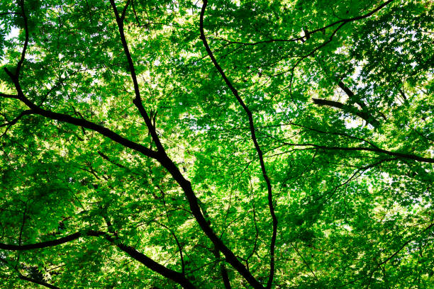 istock Looking up treetops in springtime against clear sky 1312206342