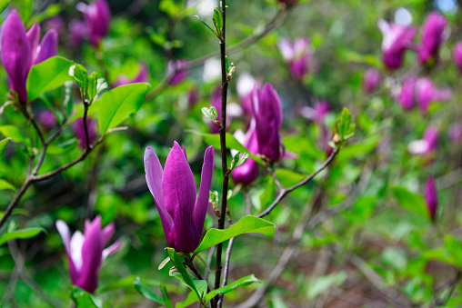 Lots of blooming purple Magnolia flowers in springtime with shallow depth of field.