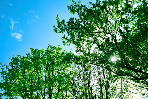 Low angle view of Sunlight through the tree against clear sky.