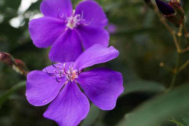 istock BEAUTIFUL PURPLE FLOWER 1312206982