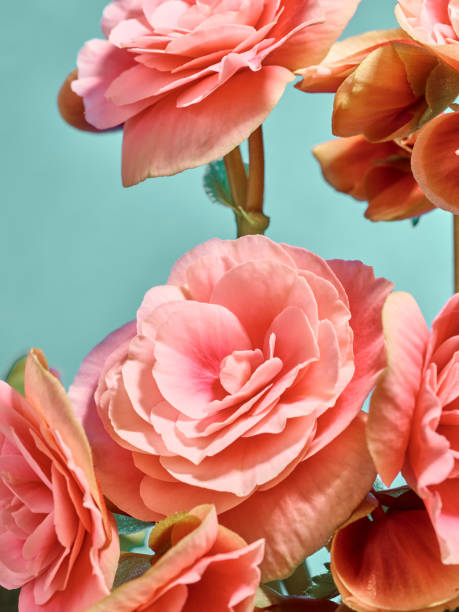 istock Begonia Elatior Plant 1312207939