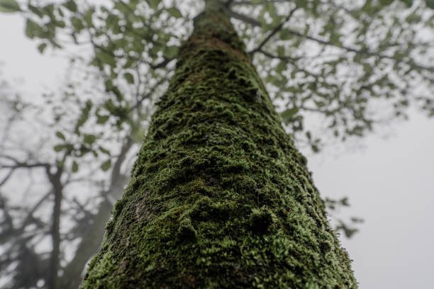 Rain in virgin forest, Anhui, China