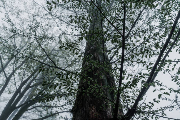 Rain in virgin forest, Anhui, China