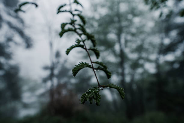 Water drops on yew tree twig captured during summer season.