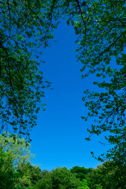 Looking up at natural frame of treetops in springtime against clear sky.