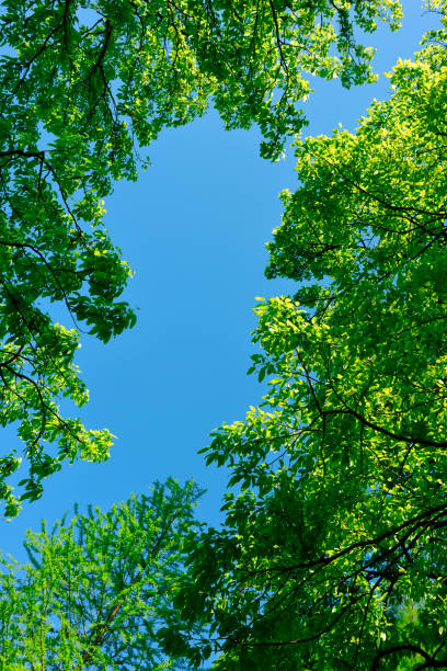 глядя на естественный каркас верхушки деревьев в весеннее время - treetop tree sky blue стоковые фото и изображения