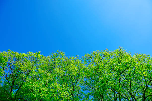 istock Looking up at natural border of treetops in springtime 1312210922
