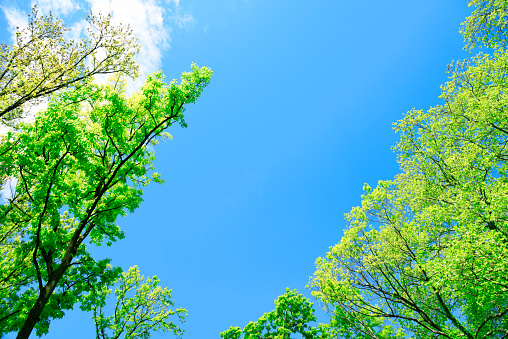 Looking up at natural frame of treetops in springtime against blue sky.