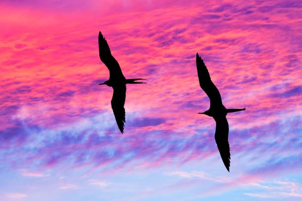 istock Sunset Birds Uplifting Inspirational Journey 1312211562