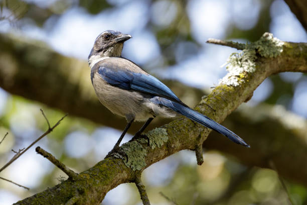 istock California Scrub-Jay adult perched on a tree branch 1312212973