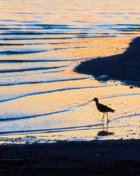Beautiful beach at Coronado, sunset time - San Diego