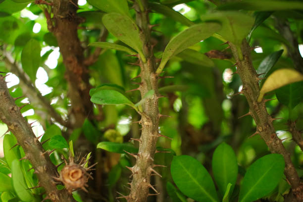 istock Prickly ornamental plant 1312214659