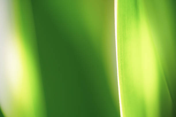 istock Close up beautiful natural green leaf and sunlight for background and texture. 1312214738