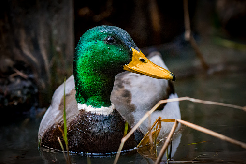 Beautiful autumn landscape with ducks swimming on lake surface. Beautiful nature backgrounds.