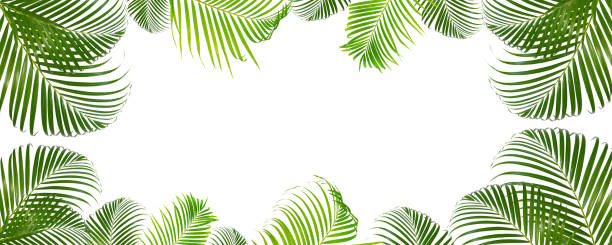 istock abstract green leaf texture, nature background, tropical leaf 1312215586