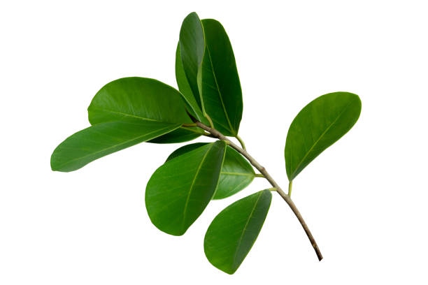 istock abstract green leaf texture, nature background, tropical leaf 1312215588