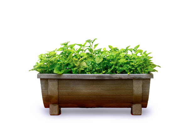 Watercress vegetables grown in long pots.