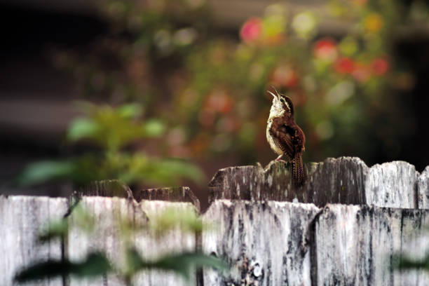 Tiny Wren leans back and joyfully sings atop a weathered wooden fence