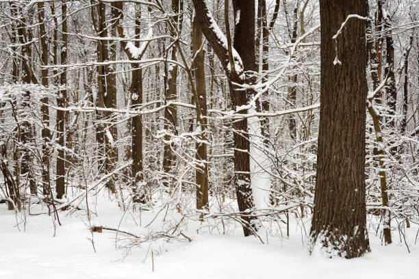 istock Snowy Trees In Winter Woods 1312216850