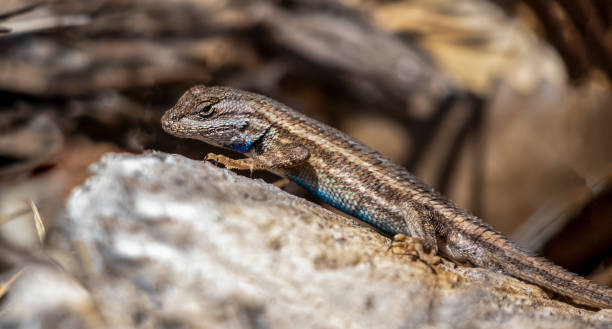 istock A desert lizard perched on a rock in Rio Grande Nature Center State Park 1312217508