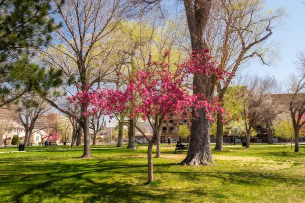 Cherry blossom tree in Robinson Park, Albuquerque, New Mexico