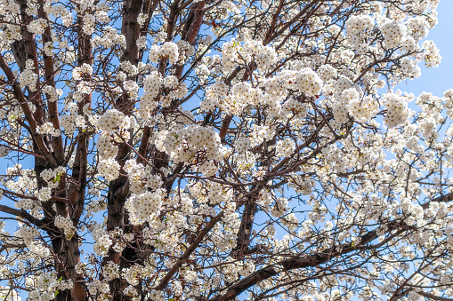 A tree blooming with white flowers in Albuquerque, New Mexico.
