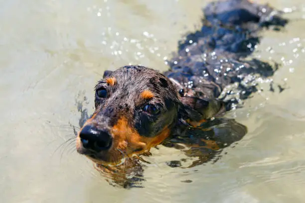 Photo of Dachshund puppy knowns as badger dog swimming in sea