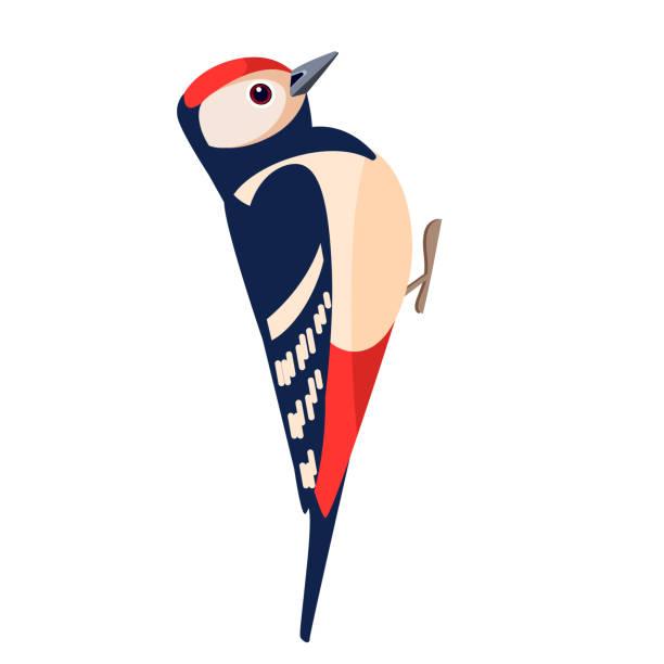 Woodpecker bird. Flat cartoon character design. Colorful bird icon. Vector illustration isolated on white background Woodpecker bird. Flat cartoon character design. Colorful bird icon. Vector illustration isolated on white background. dendrocopos major stock illustrations