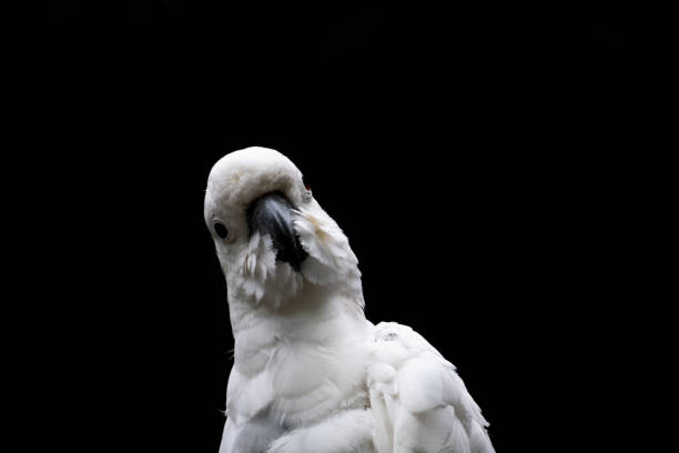istock The cute white cockatoo. 1312223738