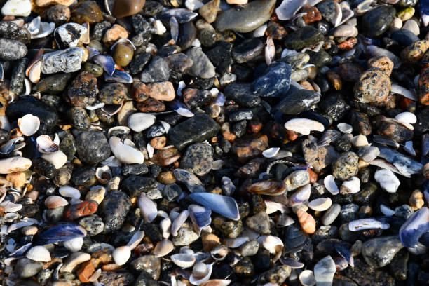 istock Various seashells and small stones at beach sand 1312224646