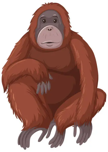 Vector illustration of Orangutan wild animal on white background