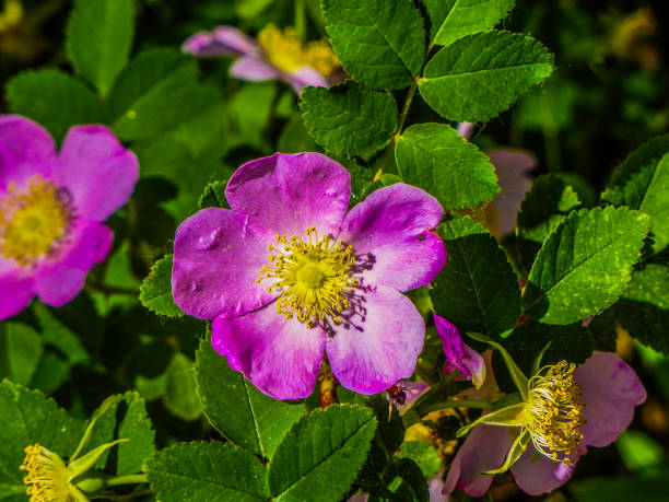 istock rose blooming in colorado 1312224996